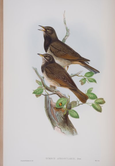 Turdis Atrogularis, plate from The Birds of Great Britain by John Gould, published 1862-73 by John Gould