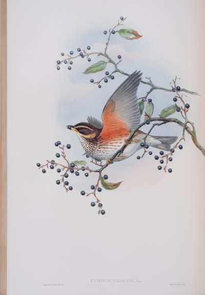 Turdus Illacus, plate from The Birds of Great Britain by John Gould, published 1862-73 by John Gould