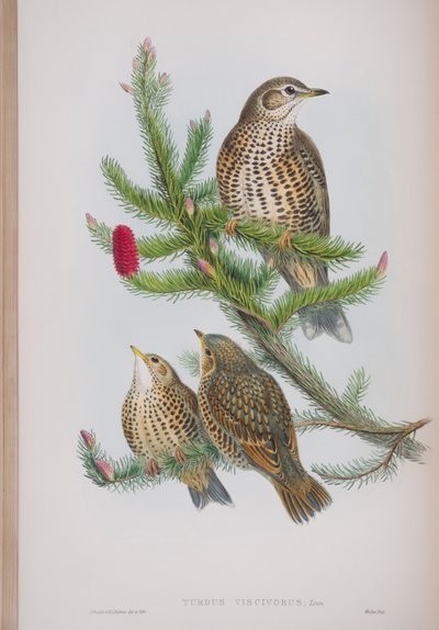 Turdus Viscivorus, plate from The Birds of Great Britain by John Gould, published 1862-73 by John Gould