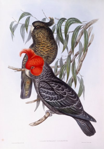 Two parrots perching on branch, engraving by John Gould