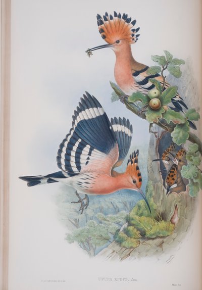 Upupa Epops, plate from The Birds of Great Britain by John Gould, published 1862-73 by John Gould