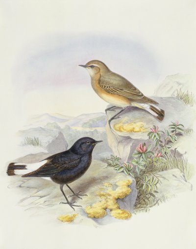Variable wheatear (Oenanthe picata), Engraving by John Gould by John Gould