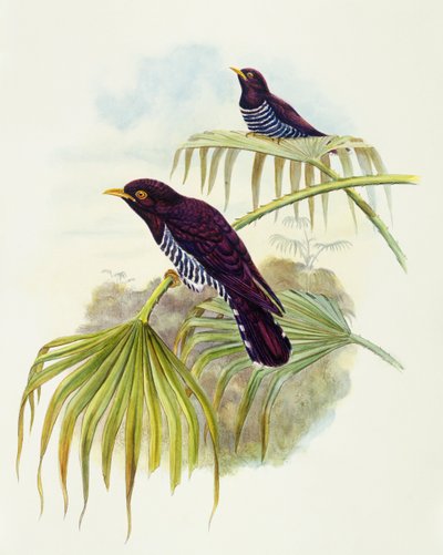 Violet cuckoo (Chrysococcyx xanthorhynchus), Engraving by John Gould
