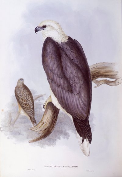 White-bellied Fish-Eagle by John Gould