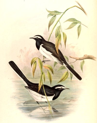 White-browed Wagtail (Large Pied Wagtail) Motacilla maderaspatensis Gmelin by John Gould