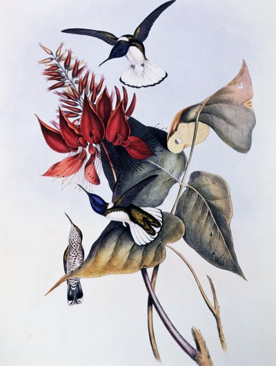 White-necked Jacobin (Florisuga mellivora) by John Gould