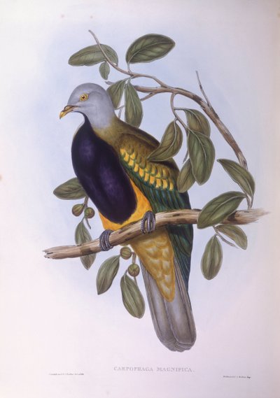 Wompoo fruit-dove (Ptilinopus magnificus), Engraving by John Gould by John Gould