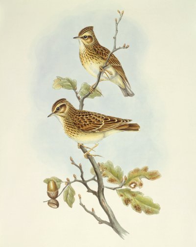 Wood lark (Lullula arborea), Engraving by John Gould by John Gould