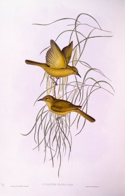 Yellow honeyeater (Lichenostomus flavus), Engraving by John Gould by John Gould