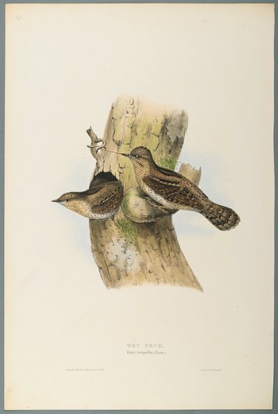 Wry Neck by John Gould