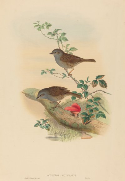 Dunnock by John Gould and H.C. Richter