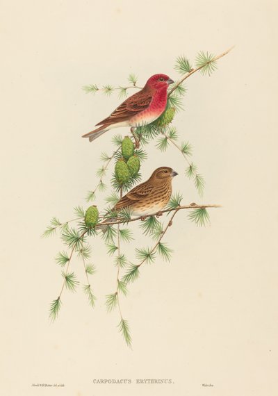 Common Rose Finch by John Gould and H.C. Richter