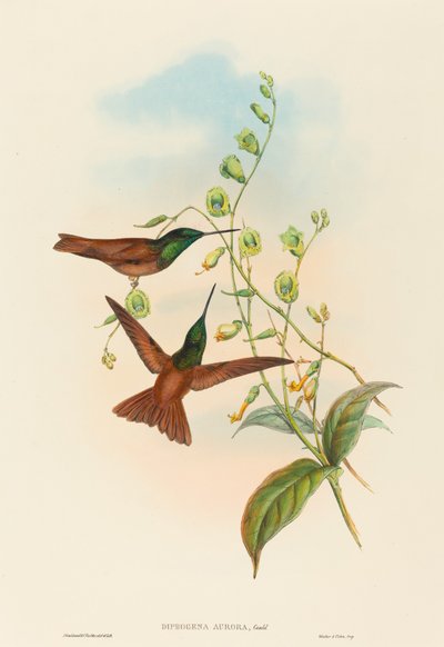 Diphogena aurora (Gould