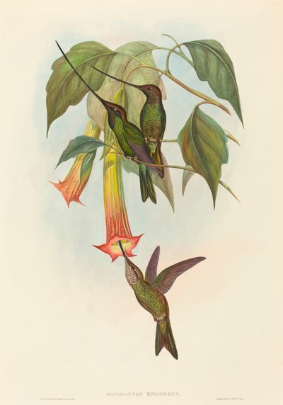 Sword-billed Hummingbird by John Gould and H.C. Richter