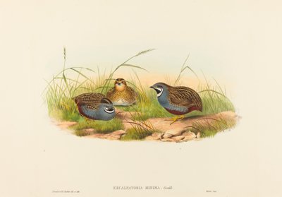 Blue-breasted Quail by John Gould and H.C. Richter