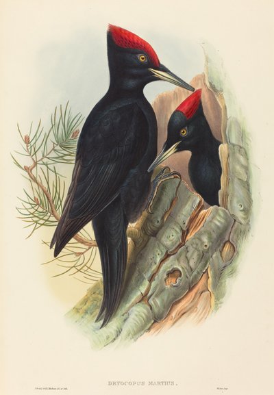 Great Black Woodpecker (Dryocopus martius) by John Gould and H.C. Richter