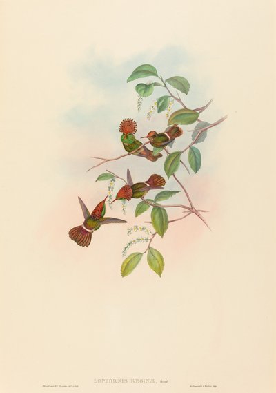 Spangled Coquette (Lophornas reginae) by John Gould and H.C. Richter