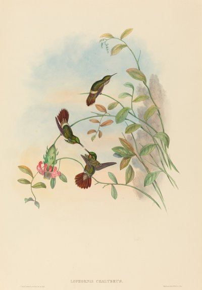 Lophornis chalybeus (Festive Coquette) by John Gould and H.C. Richter