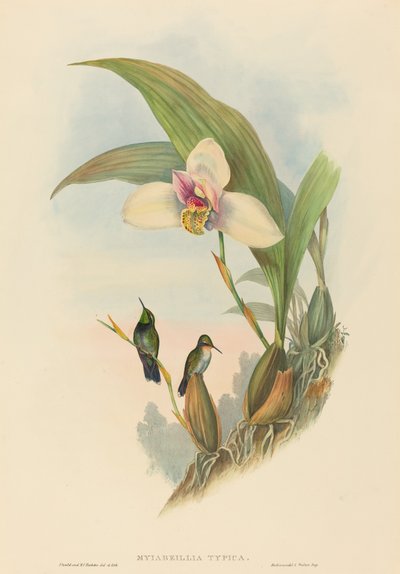 Abeille
