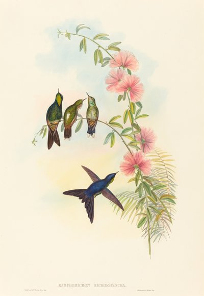 Small-billed Thornbill by John Gould and H.C. Richter