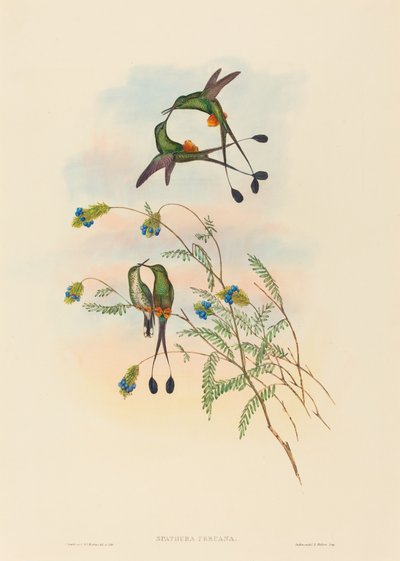 Spathura peruana (Peruvian Racket-Tail) by John Gould and H.C. Richter