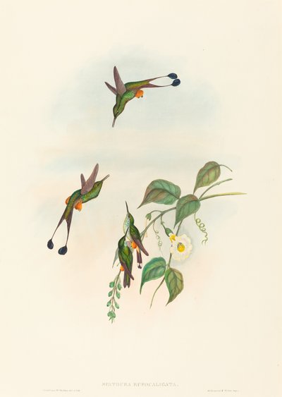 Red-booted Racket-Tail by John Gould and H.C. Richter