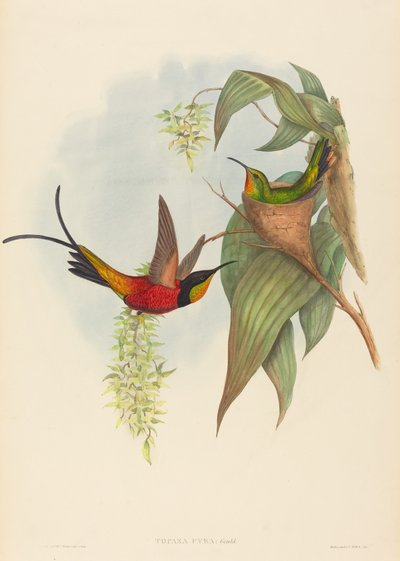 Fairy Topaz by John Gould and H.C. Richter