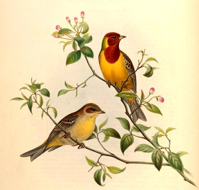 Red-headed Bunting Emberiza bruniceps Brandt by John Gould and Henry C. Richter