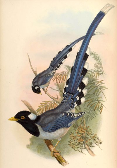 Yellow-billed Blue Magpie Urocissa flavirostris (Blyth) by John Gould and Henry C. Richter