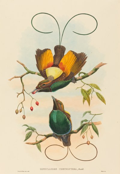 Magnificent Bird of Paradise by John Gould and W. Hart