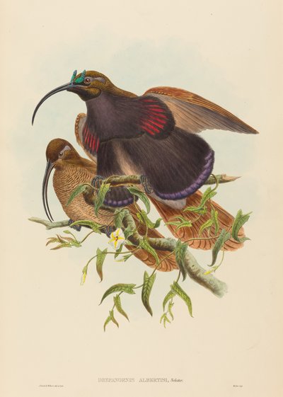 Black-billed Sicklebill Bird of Paradise by John Gould and W. Hart