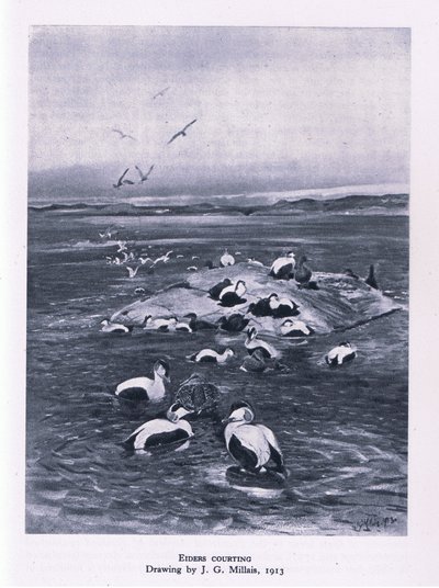 Eiders courting, Nature in Britain published by Collins by John Guille Millais