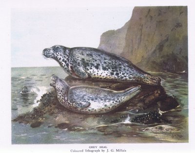 Grey Seals, Nature in Britain by John Guille Millais