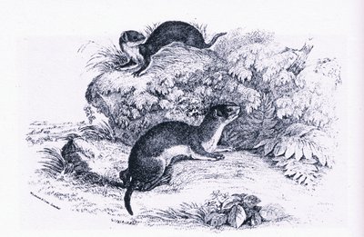 Studies of Badgers, Nature in Britain Published by Collins by John Guille Millais