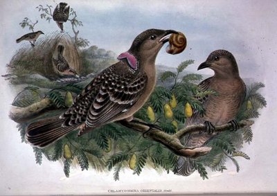 Chlamydera Orientalis by John and Hart William Gould