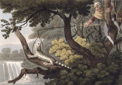 Mexican Lizard Catcher, Engraved by Matthew Dubourg, Published by Edward Orme by John Heaviside Clark