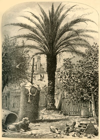 Scene in St. Augustine - The Date Palm by John J. Harley