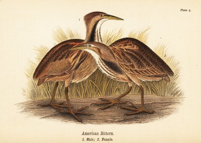 American Bittern by John James (after) Audubon