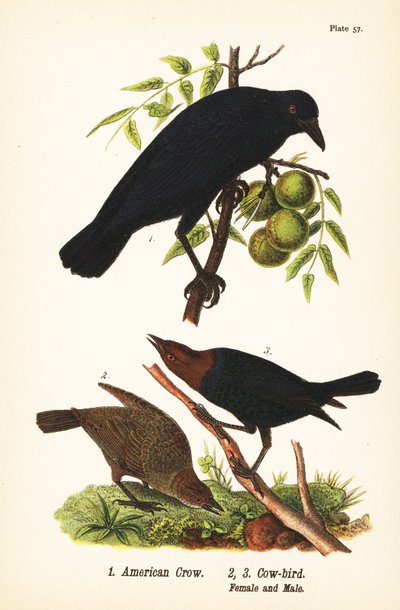 American Crow and Brown-headed Cowbird by John James (after) Audubon