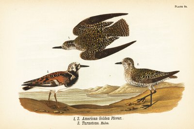 American golden plover, Pluvialis dominica, and ruddy turnstone, Arenaria interpres turnstone by John James (after) Audubon
