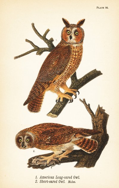 American long-eared owl, Asio otus, and short-eared owl with prey, Asio flammeus, males by John James (after) Audubon