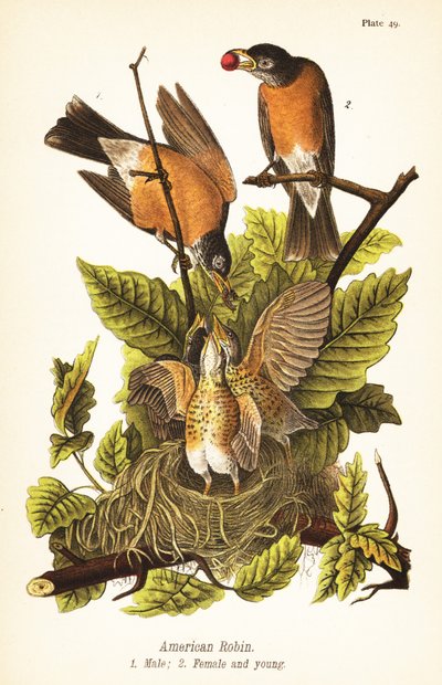 American Robin by John James (after) Audubon