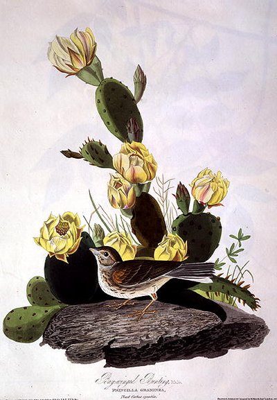 Bay-Winged Bunting, from 