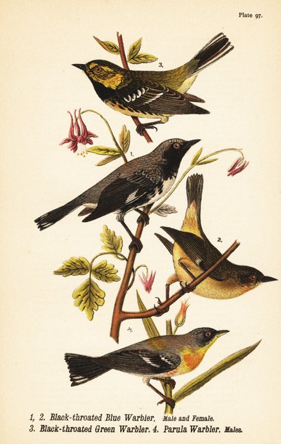 Black-throated blue warbler, black-throated green warbler, and northern parula by John James (after) Audubon