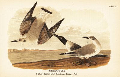 Bonaparte’s Gull by John James (after) Audubon