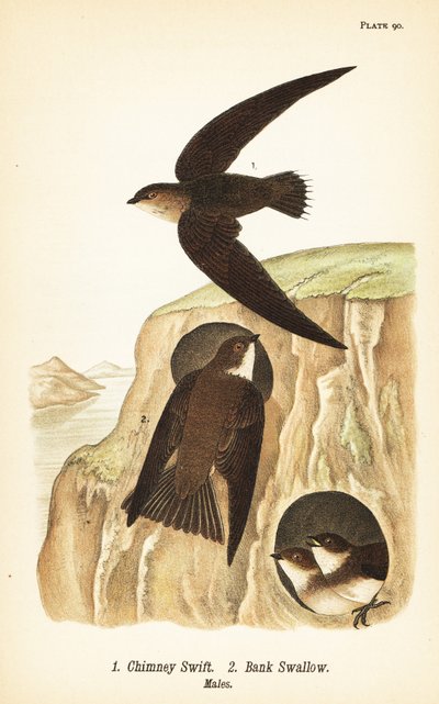 Chimney swift, Chaetura pelagica, bank swallow, Riparia riparia, males by John James (after) Audubon