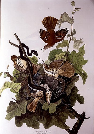 Ferruginous Thrush, from 