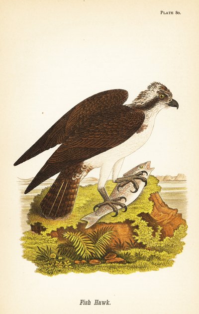 Fish Hawk or Osprey, Pandion haliaetus by John James (after) Audubon