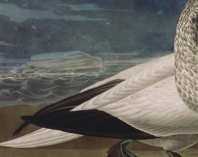 Gannets, from 