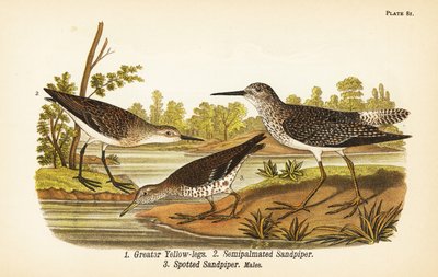 Greater yellow-legs, Tringa melanoleuca, semipalmated sandpiper, Calidris pusilla, and spotted sandpiper, Actitis macularius by John James (after) Audubon